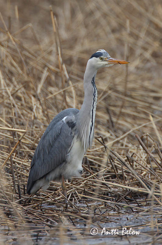 Avainsanat: Bernat pescaire Fiskehejre Blauwe Reiger Grey Heron Hallhaigur Harmaahaikara Héron cendré Graureiher Szürke gém Gráhegri Gråhegre Garça-real Ardea cinerea Garza Real Gråhäger