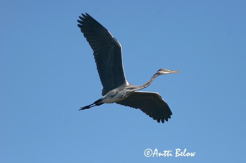 Avainsanat: Bernat pescaire Fiskehejre Blauwe Reiger Grey Heron Hallhaigur Harmaahaikara Héron cendré Graureiher Szürke gém Gráhegri Gråhegre Garça-real Ardea cinerea Garza Real Gråhäger