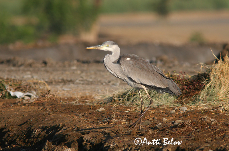 Avainsanat: Bernat pescaire Fiskehejre Blauwe Reiger Grey Heron Hallhaigur Harmaahaikara Héron cendré Graureiher Szürke gém Gráhegri Gråhegre Garça-real Ardea cinerea Garza Real Gråhäger