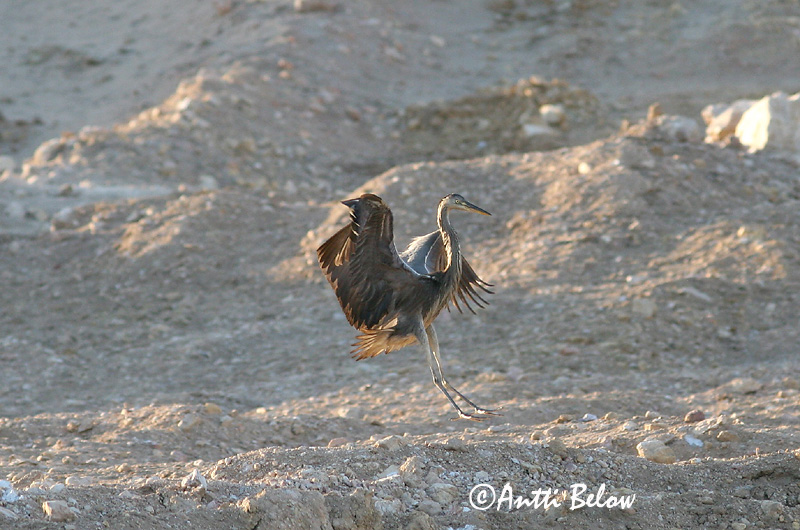 Avainsanat: Bernat pescaire Fiskehejre Blauwe Reiger Grey Heron Hallhaigur Harmaahaikara Héron cendré Graureiher Szürke gém Gráhegri Gråhegre Garça-real Ardea cinerea Garza Real Gråhäger