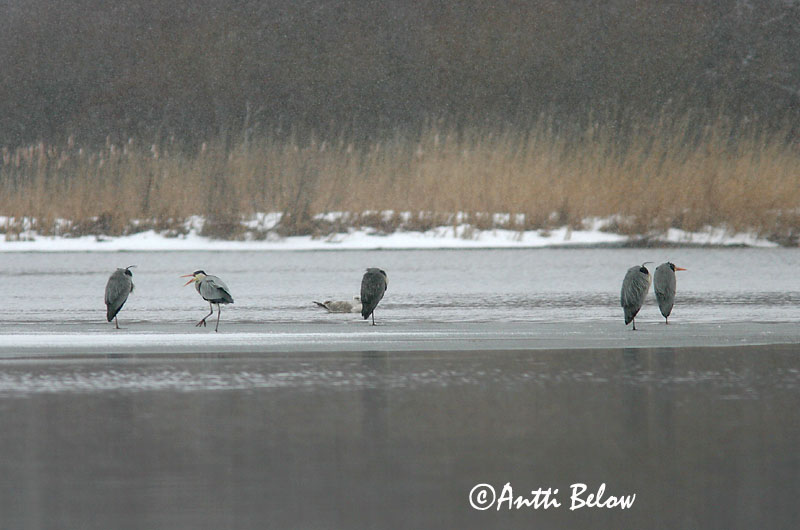 Avainsanat: Bernat pescaire Fiskehejre Blauwe Reiger Grey Heron Hallhaigur Harmaahaikara Héron cendré Graureiher Szürke gém Gráhegri Gråhegre Garça-real Ardea cinerea Garza Real Gråhäger