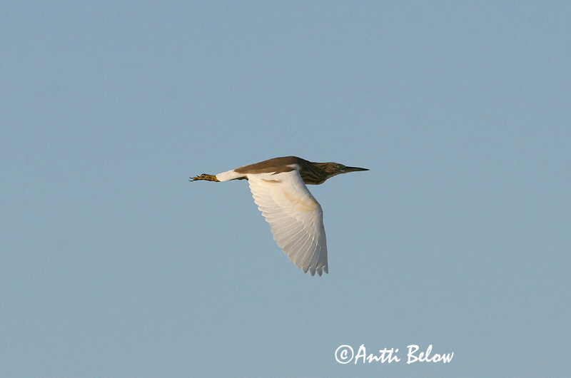 Avainsanat: Riisihaikara Indische Ralreiger Indian Pond Heron Crabier de Gray Paddyreiher Mangrovehegre Ardeola grayii Garcilla India Rishäger