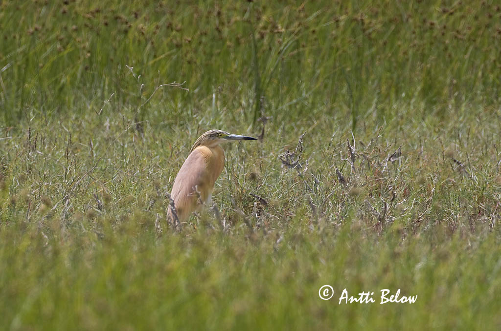 Avainsanat: Martinet ros Tophejre Ralreiger Squacco Heron Koldhaigur Rääkkähaikara Crabier chevelu Rallenreiher Üstökös gém Relluhegri Topphegre Papa-ratos Ardeola ralloides Garcilla Cangrejera Rallhäger
