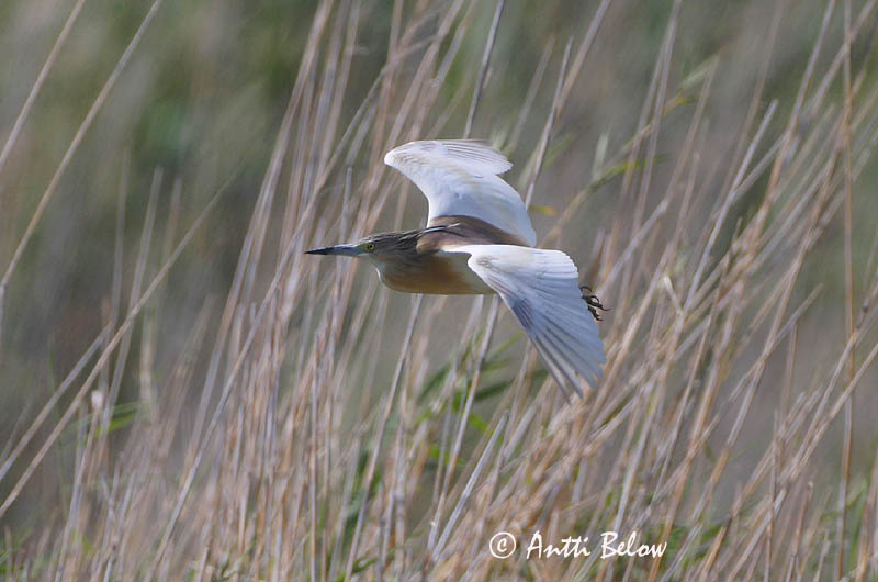 Avainsanat: Martinet ros Tophejre Ralreiger Squacco Heron Koldhaigur Rääkkähaikara Crabier chevelu Rallenreiher Üstökös gém Relluhegri Topphegre Papa-ratos Ardeola ralloides Garcilla Cangrejera Rallhäger