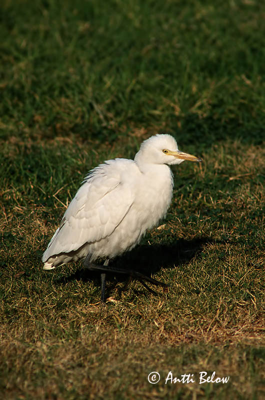 Avainsanat: Esplugabous Kohejre Koereiger Cattle Egret Veisehaigur Lehmähaikara Héron garde-bœufs Kuhreiher Pásztorgém Kúhegri Airone azzurro minore Kuhegre Garça-boieira Bubulcus ibis Garcilla Bueyera Kohäger