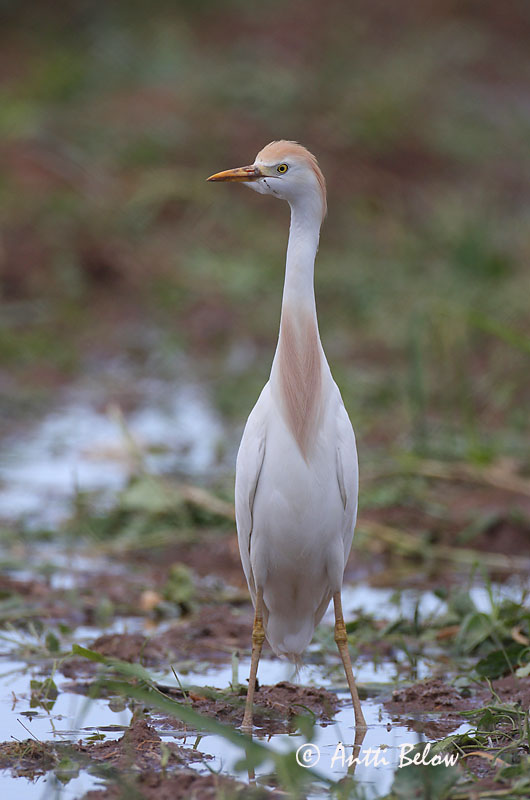 Turkey, 5/08
Avainsanat: Esplugabous Kohejre Koereiger Cattle Egret Veisehaigur Lehmähaikara Héron garde-bœufs Kuhreiher Pásztorgém Kúhegri Airone azzurro minore Kuhegre Garça-boieira Bubulcus ibis Garcilla Bueyera Kohäger