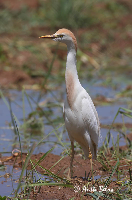 Turkey, 5/08
Avainsanat: Esplugabous Kohejre Koereiger Cattle Egret Veisehaigur Lehmähaikara Héron garde-bœufs Kuhreiher Pásztorgém Kúhegri Airone azzurro minore Kuhegre Garça-boieira Bubulcus ibis Garcilla Bueyera Kohäger