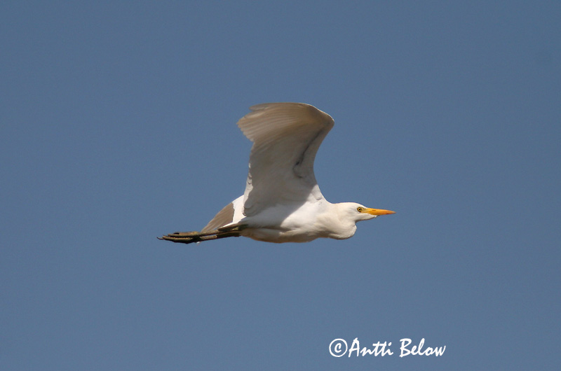 Avainsanat: Esplugabous Kohejre Koereiger Cattle Egret Veisehaigur Lehmähaikara Héron garde-bœufs Kuhreiher Pásztorgém Kúhegri Airone azzurro minore Kuhegre Garça-boieira Bubulcus ibis Garcilla Bueyera Kohäger