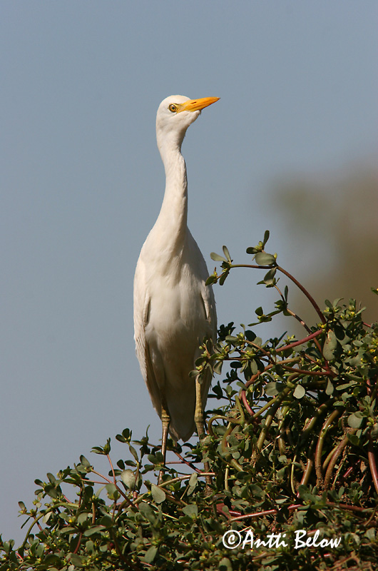 Avainsanat: Esplugabous Kohejre Koereiger Cattle Egret Veisehaigur Lehmähaikara Héron garde-bœufs Kuhreiher Pásztorgém Kúhegri Airone azzurro minore Kuhegre Garça-boieira Bubulcus ibis Garcilla Bueyera Kohäger