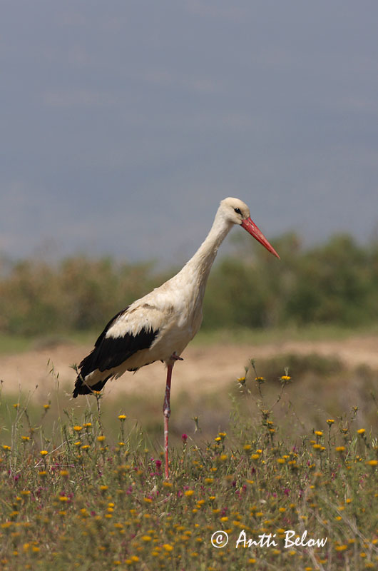 Avainsanat: Cigonya blanca Stork Ooievaar White Stork Valge-toonekurg Kattohaikara Cigogne blanche Weißstorch Fehér gólya Hvítstorkur Stork Cegonha-branca Ciconia ciconia Cigüeña Común Vit stork