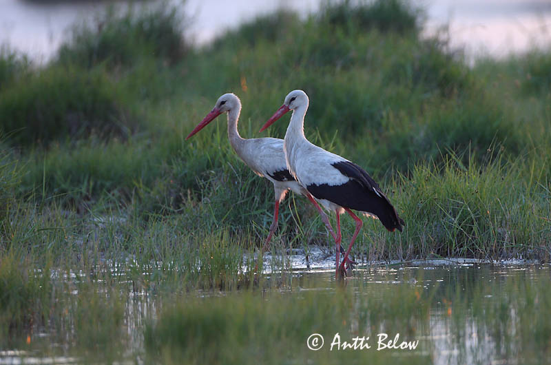 Avainsanat: Cigonya blanca Stork Ooievaar White Stork Valge-toonekurg Kattohaikara Cigogne blanche Weißstorch Fehér gólya Hvítstorkur Stork Cegonha-branca Ciconia ciconia Cigüeña Común Vit stork