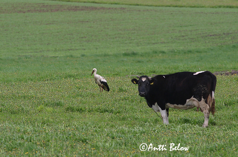 Avainsanat: Cigonya blanca Stork Ooievaar White Stork Valge-toonekurg Kattohaikara Cigogne blanche Weißstorch Fehér gólya Hvítstorkur Stork Cegonha-branca Ciconia ciconia Cigüeña Común Vit stork