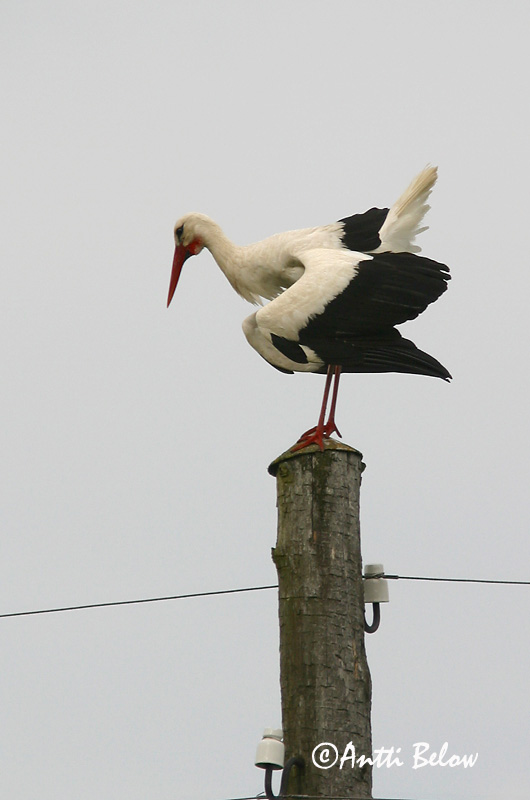 Avainsanat: Cigonya blanca Stork Ooievaar White Stork Valge-toonekurg Kattohaikara Cigogne blanche Weißstorch Fehér gólya Hvítstorkur Stork Cegonha-branca Ciconia ciconia Cigüeña Común Vit stork