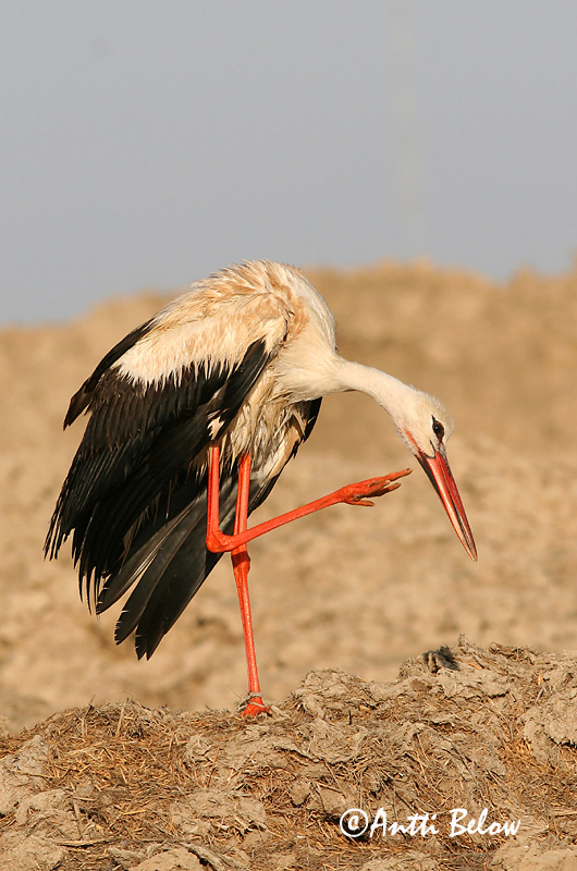 Avainsanat: Cigonya blanca Stork Ooievaar White Stork Valge-toonekurg Kattohaikara Cigogne blanche Weißstorch Fehér gólya Hvítstorkur Stork Cegonha-branca Ciconia ciconia Cigüeña Común Vit stork