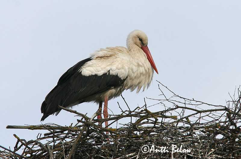 Avainsanat: Cigonya blanca Stork Ooievaar White Stork Valge-toonekurg Kattohaikara Cigogne blanche Weißstorch Fehér gólya Hvítstorkur Stork Cegonha-branca Ciconia ciconia Cigüeña Común Vit stork