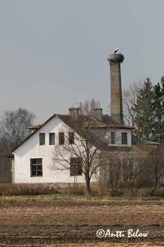 Avainsanat: Cigonya blanca Stork Ooievaar White Stork Valge-toonekurg Kattohaikara Cigogne blanche Weißstorch Fehér gólya Hvítstorkur Stork Cegonha-branca Ciconia ciconia Cigüeña Común Vit stork
