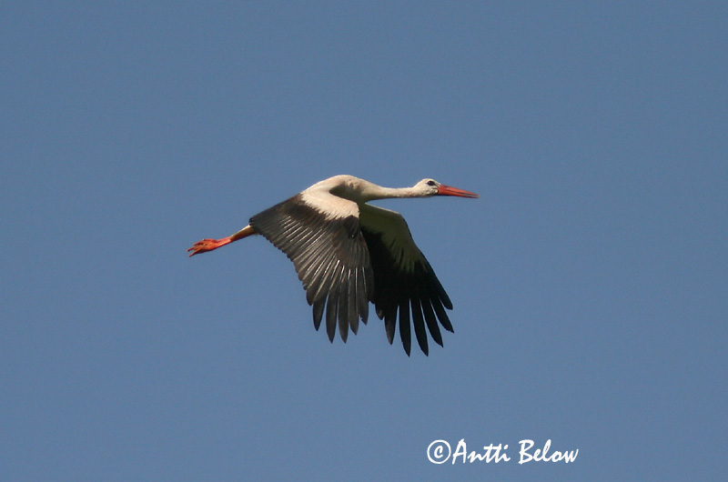 Avainsanat: Cigonya blanca Stork Ooievaar White Stork Valge-toonekurg Kattohaikara Cigogne blanche Weißstorch Fehér gólya Hvítstorkur Stork Cegonha-branca Ciconia ciconia Cigüeña Común Vit stork