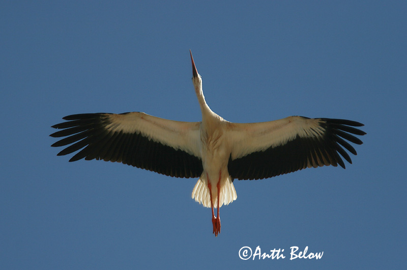 Avainsanat: Cigonya blanca Stork Ooievaar White Stork Valge-toonekurg Kattohaikara Cigogne blanche Weißstorch Fehér gólya Hvítstorkur Stork Cegonha-branca Ciconia ciconia Cigüeña Común Vit stork