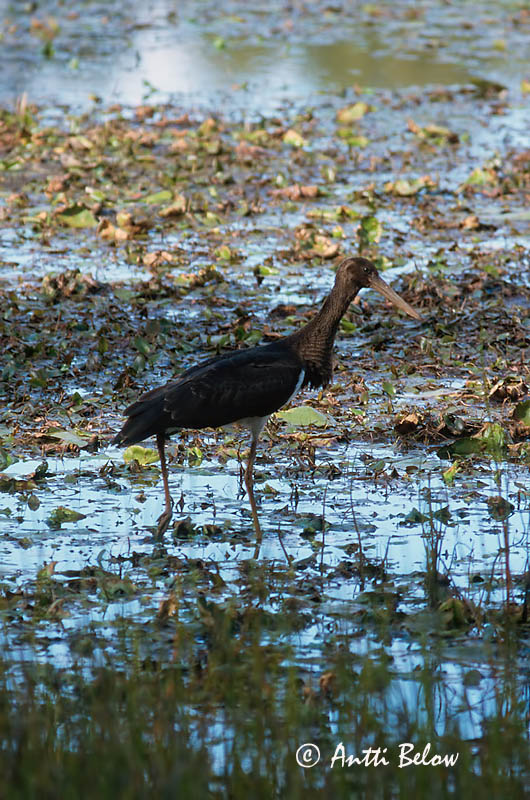 Avainsanat: Cigonya negra Sort stork Zwarte ooievaar Black Stork Must-toonekurg Mustahaikara Cigogne noire Schwarzstorch Fekete gólya Kolstorkur Svartstork Cegonha-preta Ciconia nigra Cigüeña Negra Svart stork