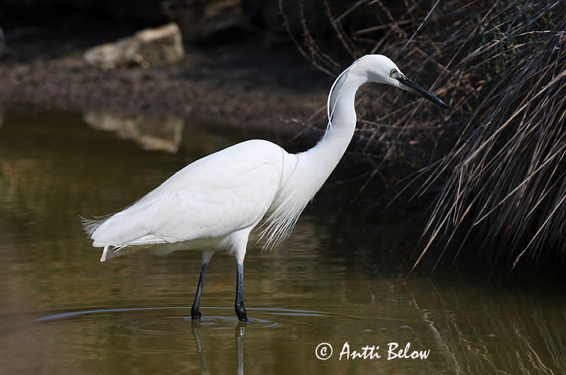 Avainsanat: Martinet blanc Silkehejre Kleine zilverreiger Little Egret Siidhaigur Silkkihaikara Aigrette garzette Seidenreiher Kis kócsag Bjarthegri Garzetta Silkehegre Garça-branca-pequena Egretta garzetta Garceta Común Silkeshäger