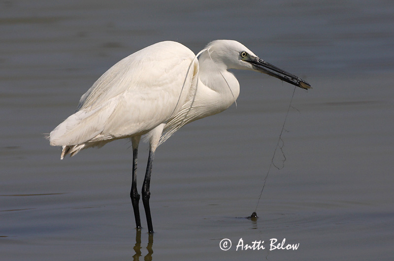 Avainsanat: Martinet blanc Silkehejre Kleine zilverreiger Little Egret Siidhaigur Silkkihaikara Aigrette garzette Seidenreiher Kis kócsag Bjarthegri Garzetta Silkehegre Garça-branca-pequena Egretta garzetta Garceta Común Silkeshäger