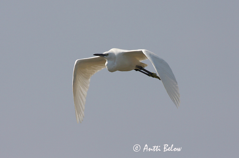 Avainsanat: Martinet blanc Silkehejre Kleine zilverreiger Little Egret Siidhaigur Silkkihaikara Aigrette garzette Seidenreiher Kis kócsag Bjarthegri Garzetta Silkehegre Garça-branca-pequena Egretta garzetta Garceta Común Silkeshäger