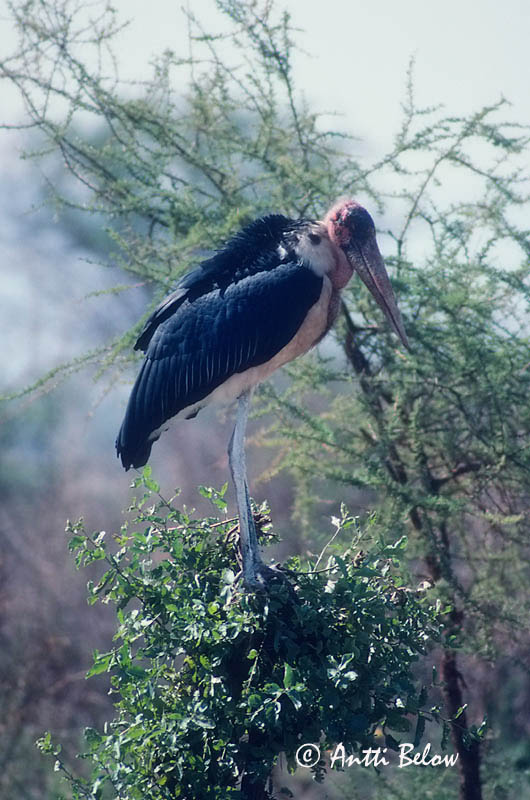 Avainsanat: Afrikaanse Maraboe Marabou Stork Marabuhaikara Marabout d'Afrique Marabu Marabustork Leptoptilos crumeniferus Marabú Africano Maraboustork