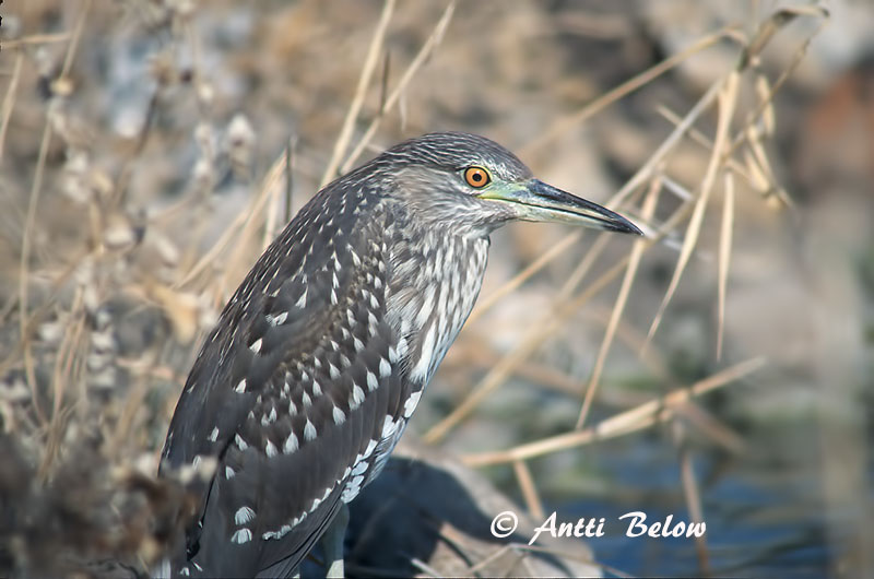 Avainsanat: Martinet de nit Nathejre Kwak Black-crowned Night Heron Ööhaigur Yöhaikara Bihoreau gris Nachtreiher Bakcsó Nátthegri Nitticora Natthegre Goraz Nycticorax nycticorax Martinete Común Natthäger