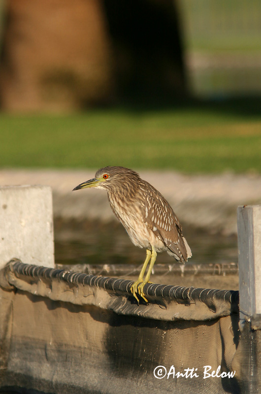 Avainsanat: Martinet de nit Nathejre Kwak Black-crowned Night Heron Ööhaigur Yöhaikara Bihoreau gris Nachtreiher Bakcsó Nátthegri Nitticora Natthegre Goraz Nycticorax nycticorax Martinete Común Natthäger