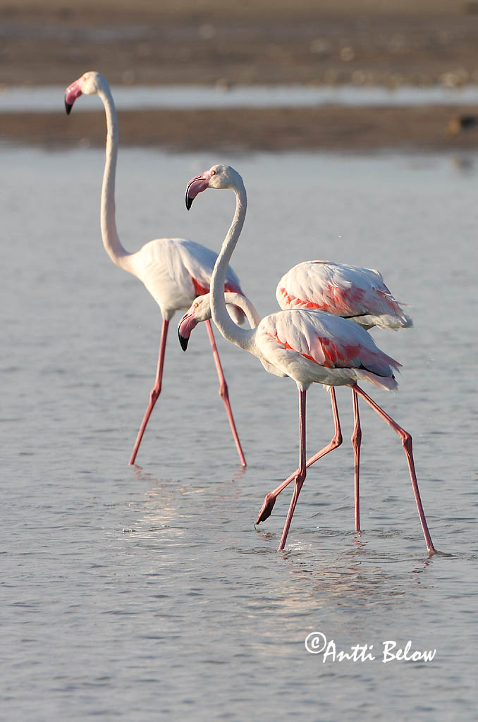 Avainsanat: Flamenc Greater Flamingo Flamingo Flamant rose Flamingó Flæmingi Flamingo-comum Phoenicopterus ruber Flamenco Común Större flamingo