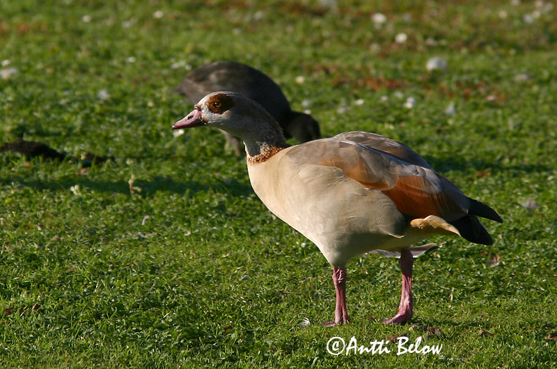 Avainsanat: Oca egípcia Nijlgans Egyptian Goose Afrikanhanhi Ouette d'Egypte Nilgans Niland Alopochen aegyptiacus Ganso del Nilo Nilgås Niilinhanhi