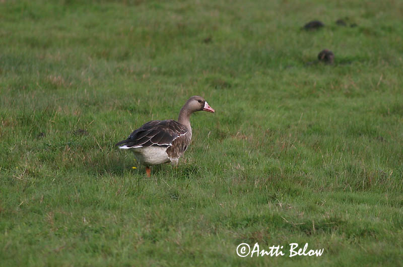 Avainsanat: Oca riallera grossa Blisgås Kolgans Greater White-fronted Goose Suur-laukhani Tundrahanhi Oie rieuse Bläßgans Nagy lilik Blesgæs Tundragås Ganso-grande-de-testa-branca Anser albifrons Ansar Careto Bläsgås