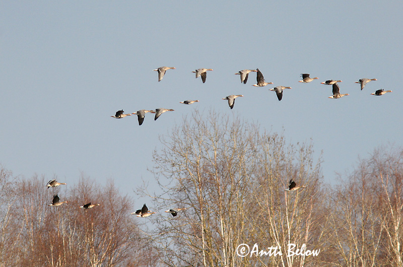 Avainsanat: Oca riallera grossa Blisgås Kolgans Greater White-fronted Goose Suur-laukhani Tundrahanhi Oie rieuse Bläßgans Nagy lilik Blesgæs Tundragås Ganso-grande-de-testa-branca Anser albifrons Ansar Careto Bläsgås
