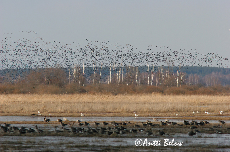 Avainsanat: Oca riallera grossa Blisgås Kolgans Greater White-fronted Goose Suur-laukhani Tundrahanhi Oie rieuse Bläßgans Nagy lilik Blesgæs Tundragås Ganso-grande-de-testa-branca Anser albifrons Ansar Careto Bläsgås