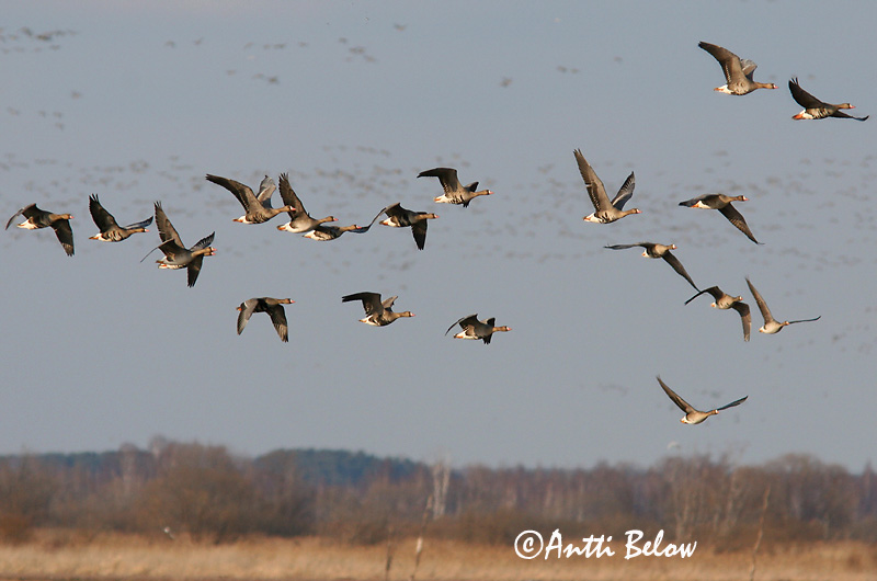 Avainsanat: Oca riallera grossa Blisgås Kolgans Greater White-fronted Goose Suur-laukhani Tundrahanhi Oie rieuse Bläßgans Nagy lilik Blesgæs Tundragås Ganso-grande-de-testa-branca Anser albifrons Ansar Careto Bläsgås