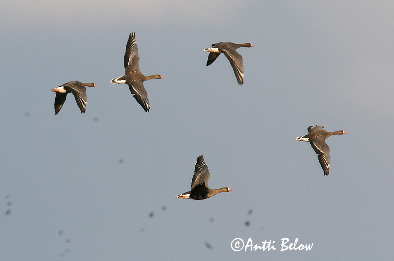 Avainsanat: Oca riallera grossa Blisgås Kolgans Greater White-fronted Goose Suur-laukhani Tundrahanhi Oie rieuse Bläßgans Nagy lilik Blesgæs Tundragås Ganso-grande-de-testa-branca Anser albifrons Ansar Careto Bläsgås