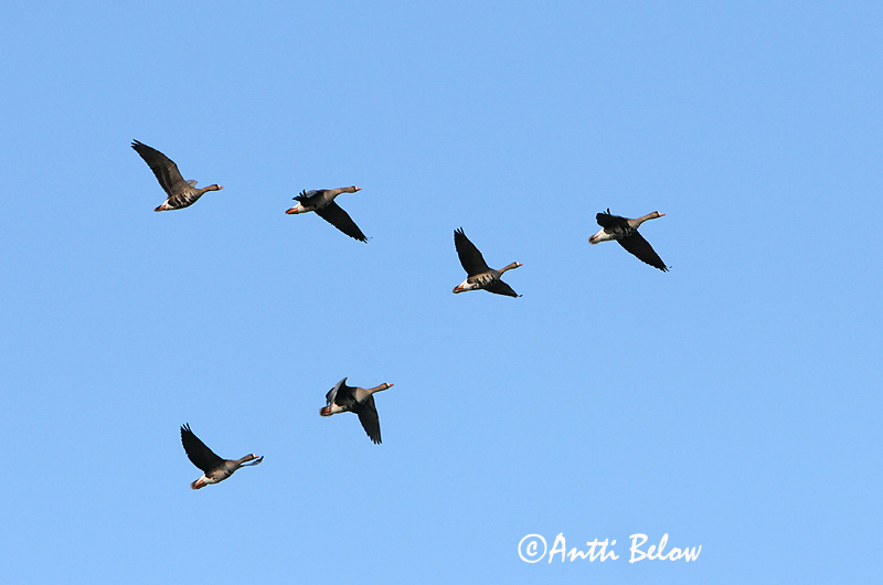 Avainsanat: Oca riallera grossa Blisgås Kolgans Greater White-fronted Goose Suur-laukhani Tundrahanhi Oie rieuse Bläßgans Nagy lilik Blesgæs Tundragås Ganso-grande-de-testa-branca Anser albifrons Ansar Careto Bläsgås