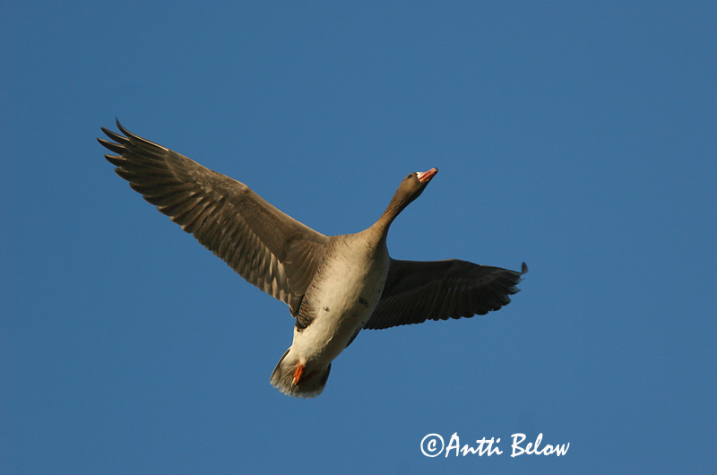 Avainsanat: Oca riallera grossa Blisgås Kolgans Greater White-fronted Goose Suur-laukhani Tundrahanhi Oie rieuse Bläßgans Nagy lilik Blesgæs Tundragås Ganso-grande-de-testa-branca Anser albifrons Ansar Careto Bläsgås