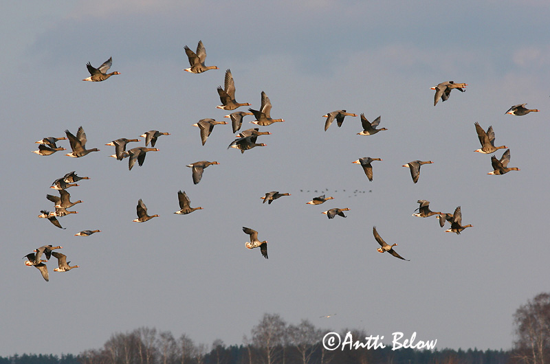 Avainsanat: Oca riallera grossa Blisgås Kolgans Greater White-fronted Goose Suur-laukhani Tundrahanhi Oie rieuse Bläßgans Nagy lilik Blesgæs Tundragås Ganso-grande-de-testa-branca Anser albifrons Ansar Careto Bläsgås
