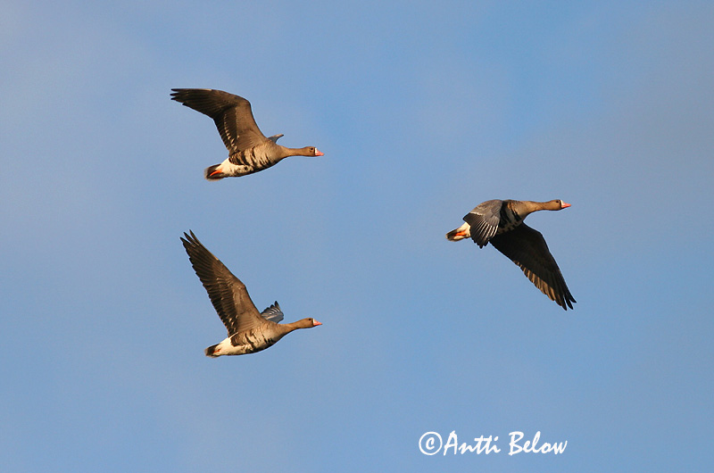 Avainsanat: Oca riallera grossa Blisgås Kolgans Greater White-fronted Goose Suur-laukhani Tundrahanhi Oie rieuse Bläßgans Nagy lilik Blesgæs Tundragås Ganso-grande-de-testa-branca Anser albifrons Ansar Careto Bläsgås