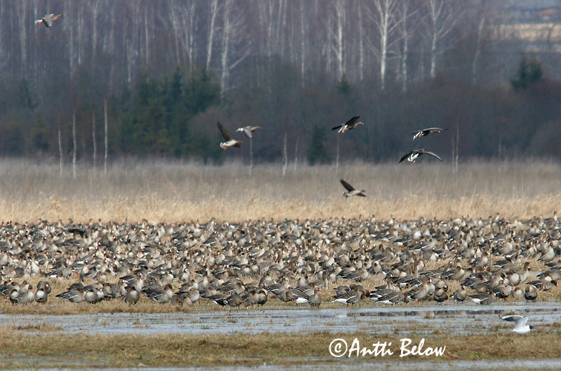 Avainsanat: Oca riallera grossa Blisgås Kolgans Greater White-fronted Goose Suur-laukhani Tundrahanhi Oie rieuse Bläßgans Nagy lilik Blesgæs Tundragås Ganso-grande-de-testa-branca Anser albifrons Ansar Careto Bläsgås