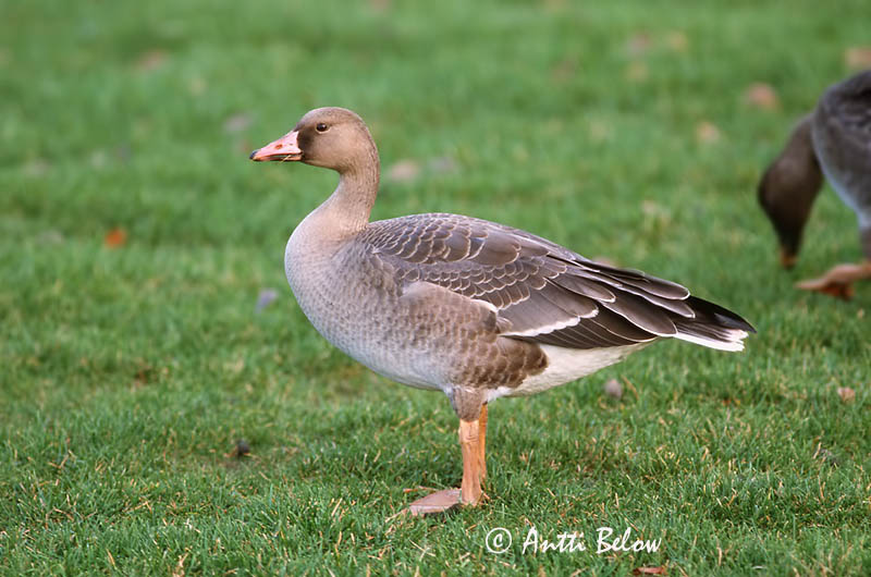 Avainsanat: Oca riallera grossa Blisgås Kolgans Greater White-fronted Goose Suur-laukhani Tundrahanhi Oie rieuse Bläßgans Nagy lilik Blesgæs Tundragås Ganso-grande-de-testa-branca Anser albifrons Ansar Careto Bläsgås