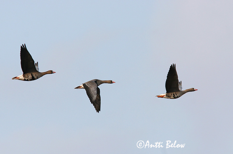 Avainsanat: Oca riallera grossa Blisgås Kolgans Greater White-fronted Goose Suur-laukhani Tundrahanhi Oie rieuse Bläßgans Nagy lilik Blesgæs Tundragås Ganso-grande-de-testa-branca Anser albifrons Ansar Careto Bläsgås