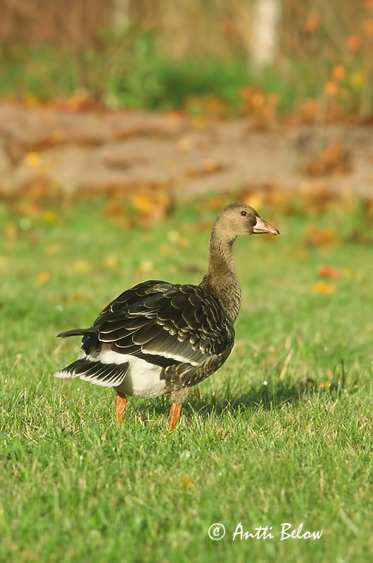 Avainsanat: Oca riallera grossa Blisgås Kolgans Greater White-fronted Goose Suur-laukhani Tundrahanhi Oie rieuse Bläßgans Nagy lilik Blesgæs Tundragås Ganso-grande-de-testa-branca Anser albifrons Ansar Careto Bläsgås