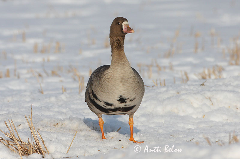 Avainsanat: Oca riallera grossa Blisgås Kolgans Greater White-fronted Goose Suur-laukhani Tundrahanhi Oie rieuse Bläßgans Nagy lilik Blesgæs Tundragås Ganso-grande-de-testa-branca Anser albifrons Ansar Careto Bläsgås