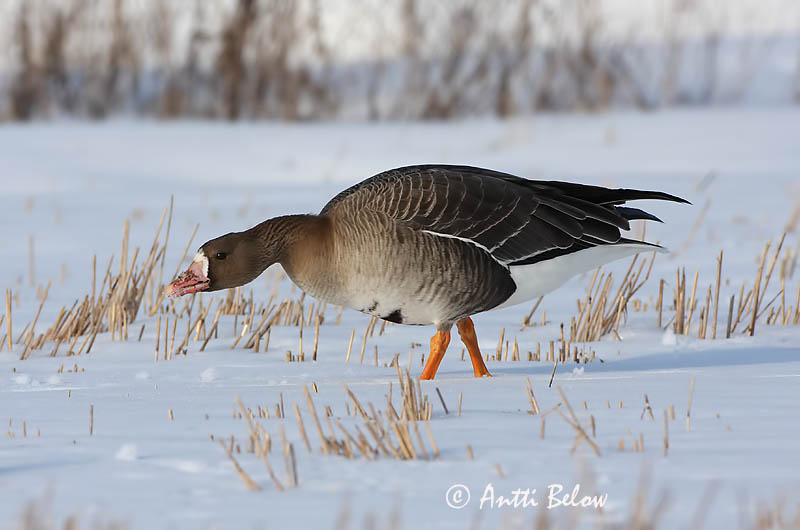 Avainsanat: Oca riallera grossa Blisgås Kolgans Greater White-fronted Goose Suur-laukhani Tundrahanhi Oie rieuse Bläßgans Nagy lilik Blesgæs Tundragås Ganso-grande-de-testa-branca Anser albifrons Ansar Careto Bläsgås
