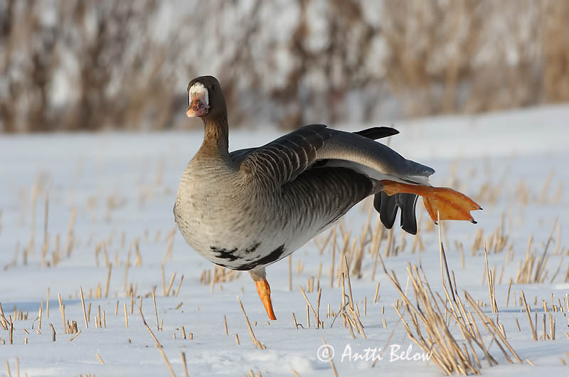 Avainsanat: Oca riallera grossa Blisgås Kolgans Greater White-fronted Goose Suur-laukhani Tundrahanhi Oie rieuse Bläßgans Nagy lilik Blesgæs Tundragås Ganso-grande-de-testa-branca Anser albifrons Ansar Careto Bläsgås
