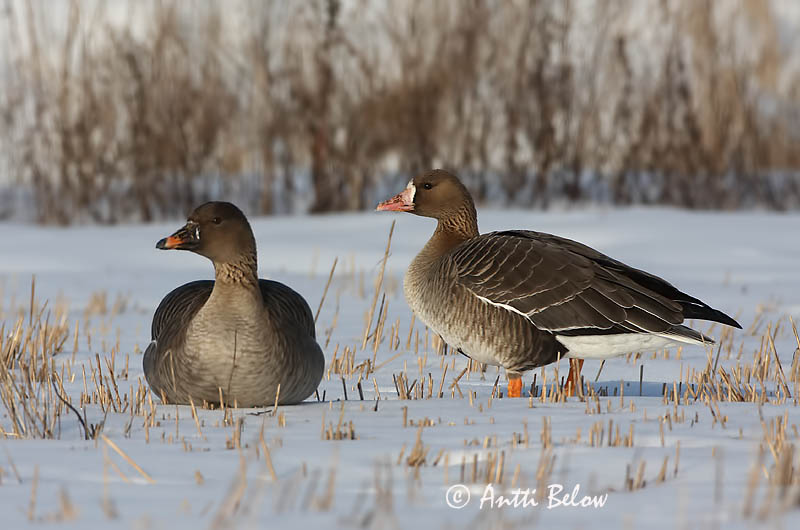 Avainsanat: Oca riallera grossa Blisgås Kolgans Greater White-fronted Goose Suur-laukhani Tundrahanhi Oie rieuse Bläßgans Nagy lilik Blesgæs Tundragås Ganso-grande-de-testa-branca Anser albifrons Ansar Careto Bläsgås