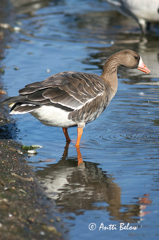 Avainsanat: Oca riallera grossa Blisgås Kolgans Greater White-fronted Goose Suur-laukhani Tundrahanhi Oie rieuse Bläßgans Nagy lilik Blesgæs Tundragås Ganso-grande-de-testa-branca Anser albifrons Ansar Careto Bläsgås