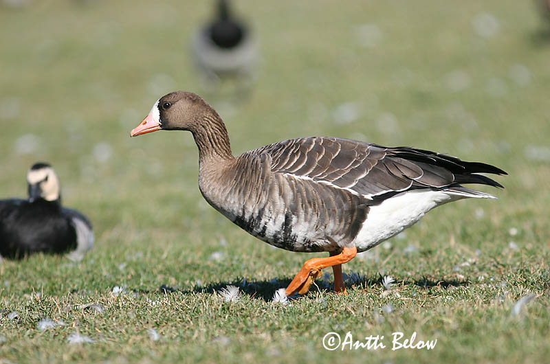 Avainsanat: Oca riallera grossa Blisgås Kolgans Greater White-fronted Goose Suur-laukhani Tundrahanhi Oie rieuse Bläßgans Nagy lilik Blesgæs Tundragås Ganso-grande-de-testa-branca Anser albifrons Ansar Careto Bläsgås